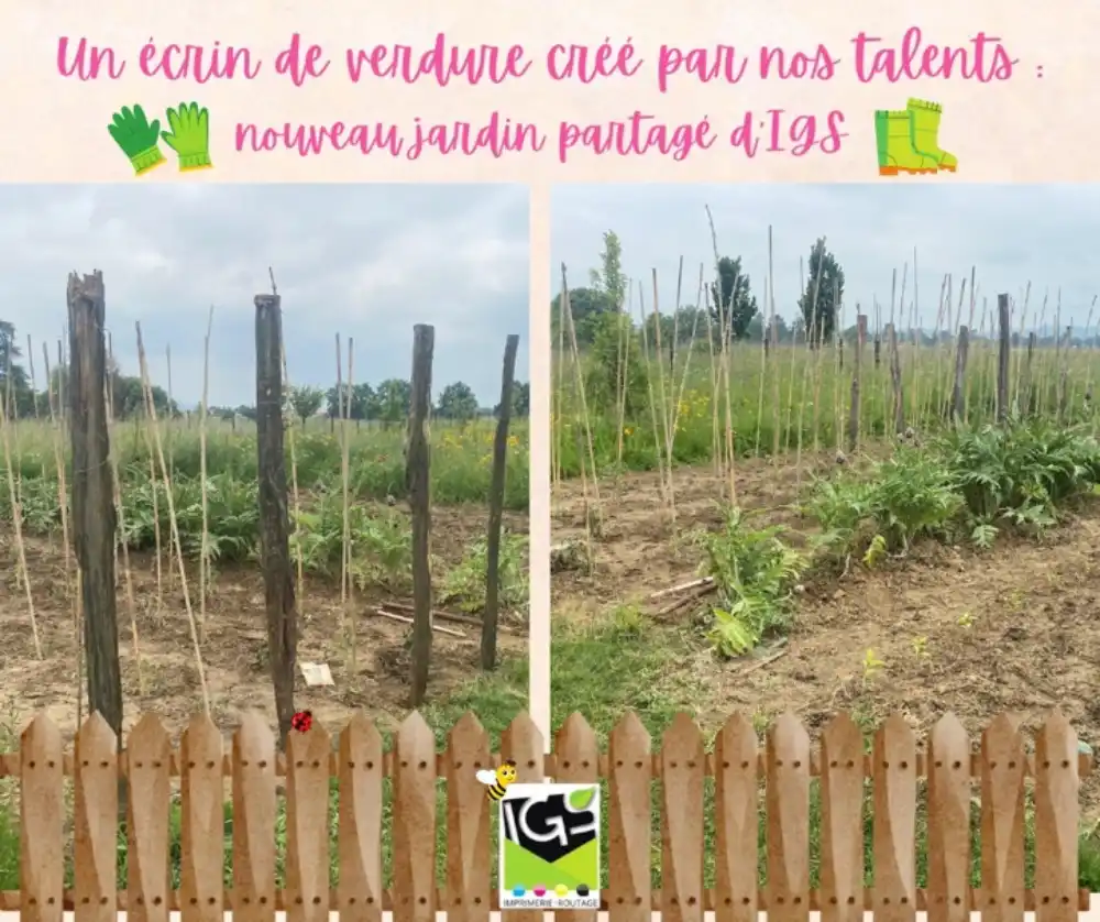 Notre potager partagé à l’arrière du bâtiment qui produit depuis 2 ans