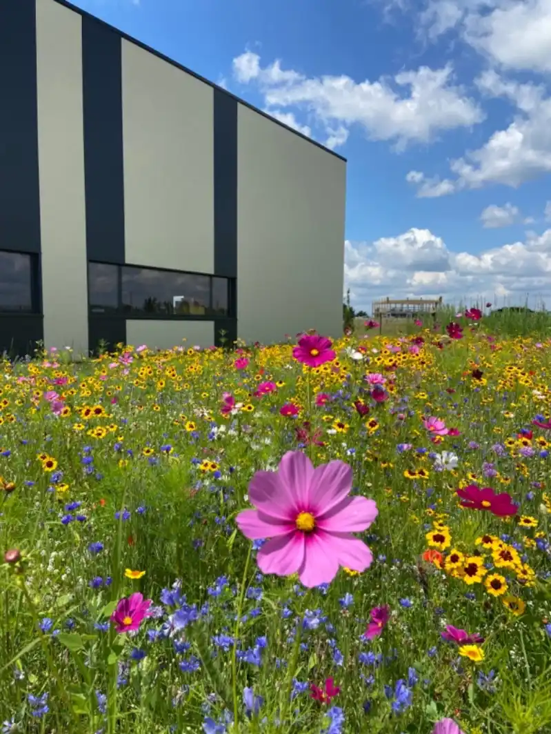 Prairie mellifère à l’arrière du bâtiment